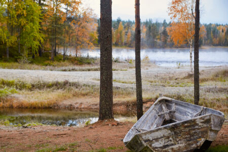 Forest and River Life