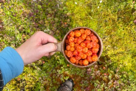 Foraging in the North: The Simple Luxury of Eating Straight from the Land